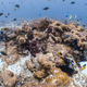 A section of reef outside of the impact zone. (Image courtesy Stephanie Venables/Marine Megafauna Foundation)